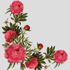 Схема вышивки «пионы»