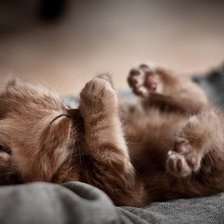 Схема вышивки «котенок»