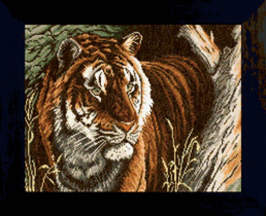 тигр красавей - животные, тигр - предпросмотр