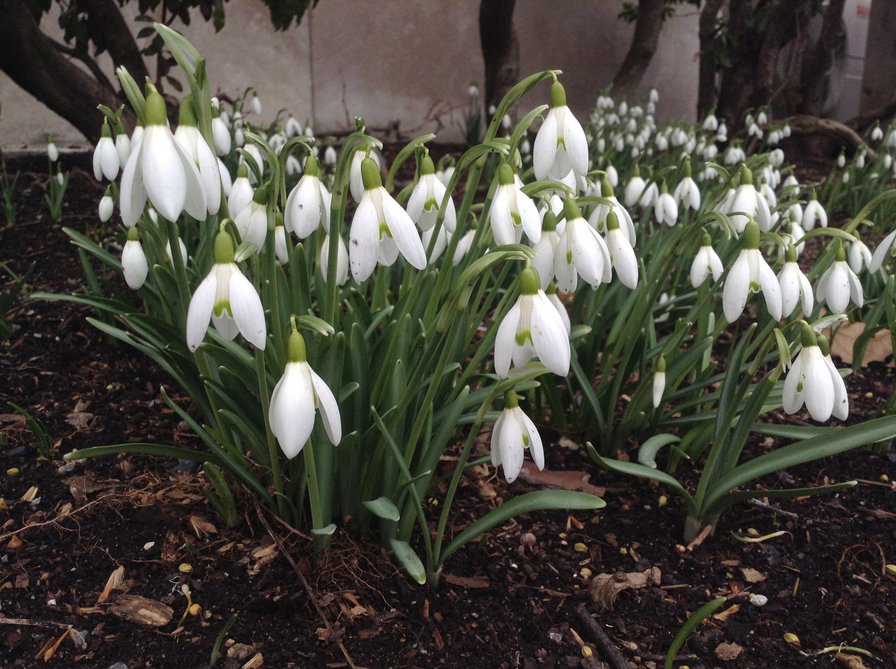 подснежник - природа. цветы - оригинал