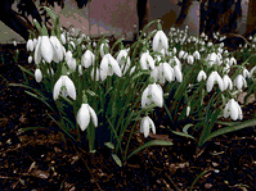 подснежник - природа. цветы - предпросмотр