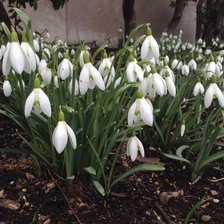 Схема вышивки «подснежник»