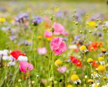 Схема вышивки «цветы полевые»