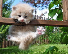 Схема вышивки «№294258»