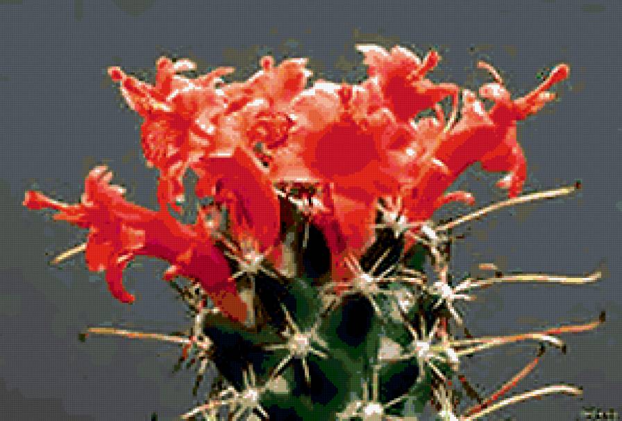 №294321 - цветы, розы, букеты - предпросмотр