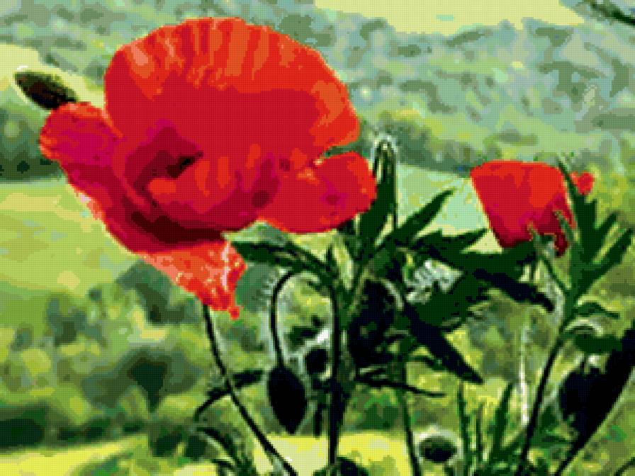 №294336 - цветы, розы, букеты - предпросмотр