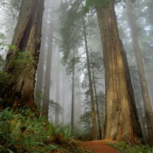 Схема вышивки «лес»