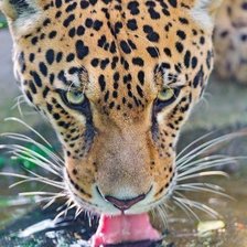 Схема вышивки «леопард»