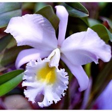 Схема вышивки «орхидея»