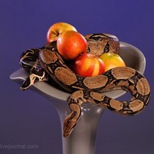 Схема вышивки «змея»