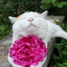 кот с пионом