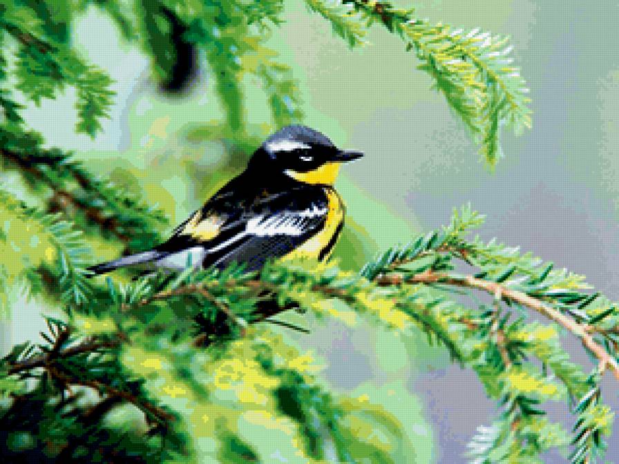 птички - предпросмотр