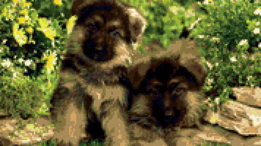 щенки - животные, щенки, собака - предпросмотр