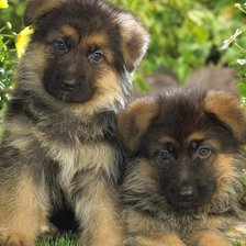 Схема вышивки «щенки»