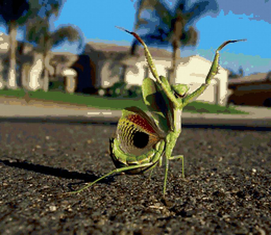 богомол - природа, насекомые - предпросмотр