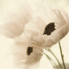 Схема вышивки «Маки»