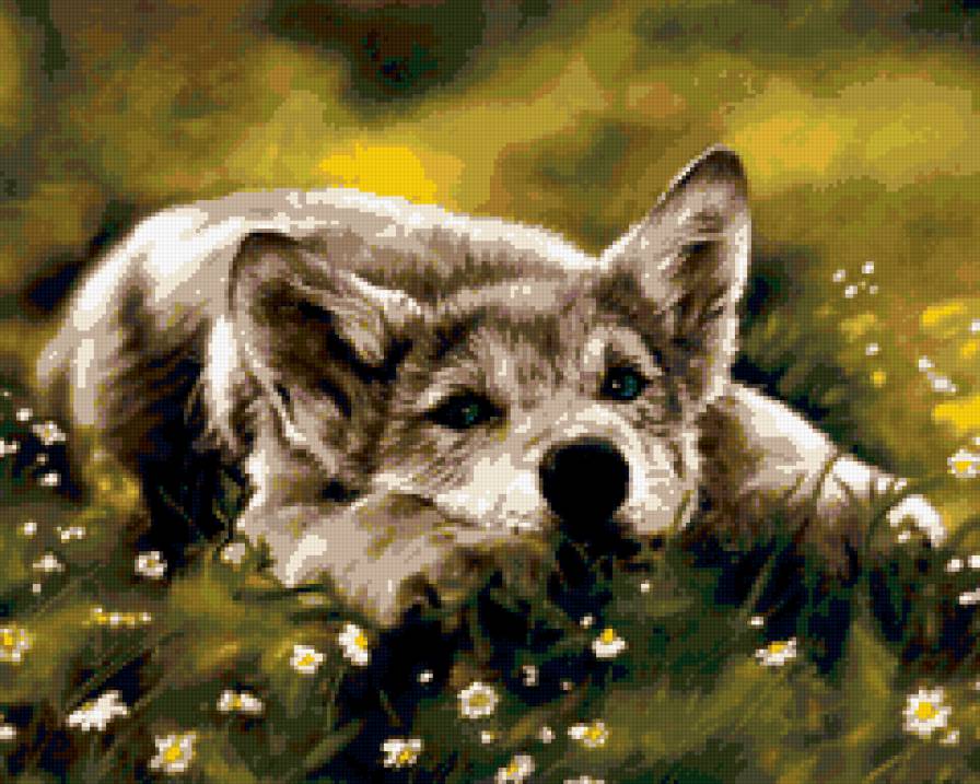 Волчонок. - волк, животные., щенок, собака - предпросмотр