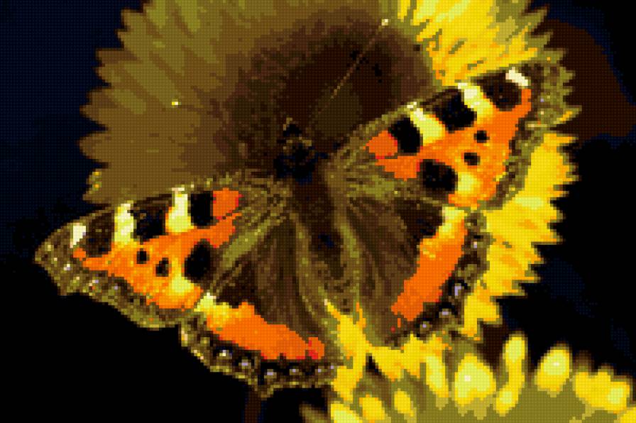 Шоколадница. - насекомые, цветок, бабочка, фото. - предпросмотр