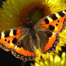 Шоколадница.