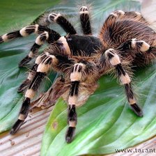 Схема вышивки «Тарантул.»