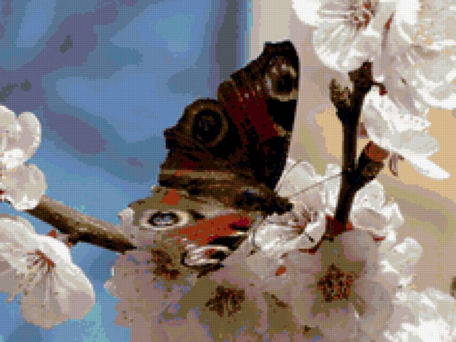 Шоколадница на цветах яблони. - цветы, насекомое, бабочка, яблоня - предпросмотр