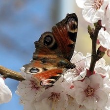 Схема вышивки «Шоколадница на цветах яблони.»