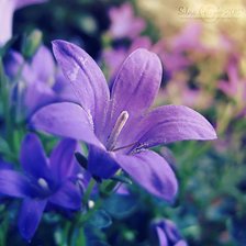 Схема вышивки «Лилии»