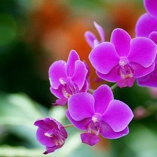 Схема вышивки «орхидеи»