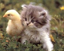 Схема вышивки «друзья»