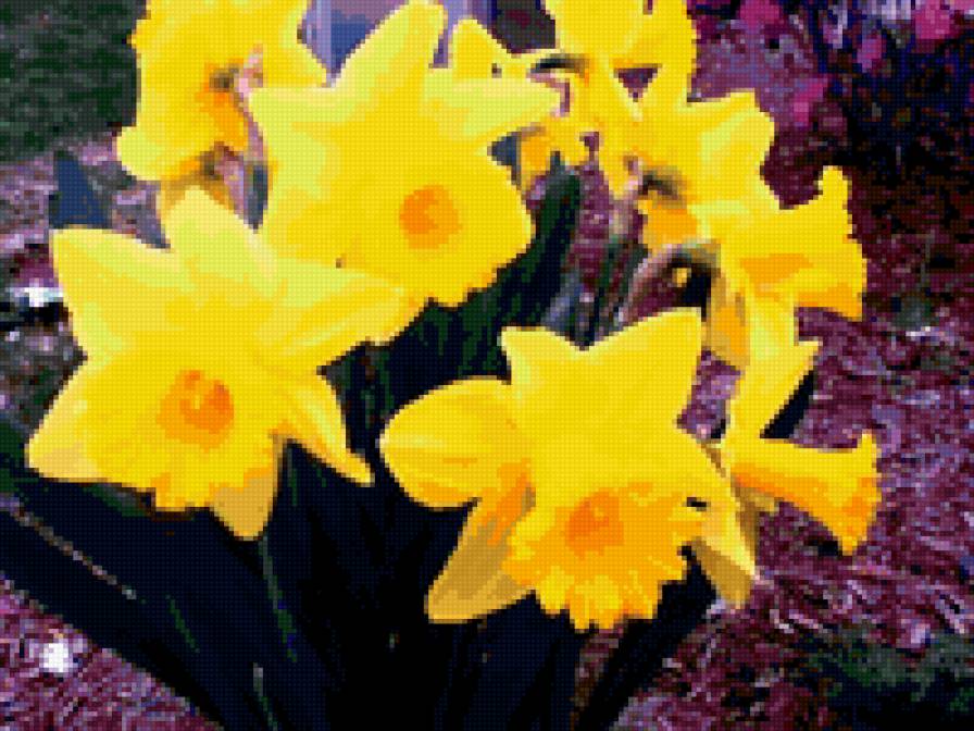 нарциссы - природа.цветы. - предпросмотр