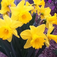 Схема вышивки «нарциссы»