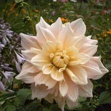 Схема вышивки «георгин»