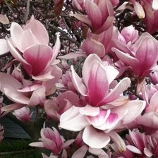 Схема вышивки «красота неземная»