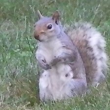 Схема вышивки «любопытство»