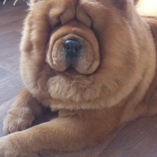 Схема вышивки «Пес»