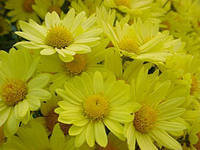 Схема вышивки «Идея для подушки»