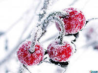 Зимняя вишня