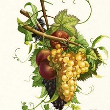 Схема вышивки «№295412»