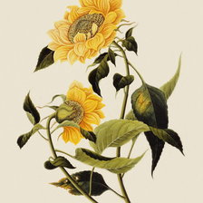 Схема вышивки «№295415»