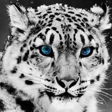 Схема вышивки «тигр»