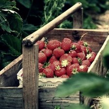 Схема вышивки «корзина клубники»