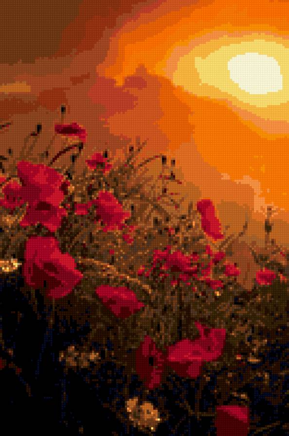 маки - маки, цветы, пейзаж - предпросмотр