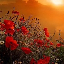 Схема вышивки «маки»