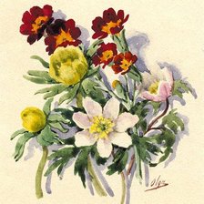 Схема вышивки «первоцветы»