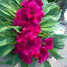 Схема вышивки «целлозия»