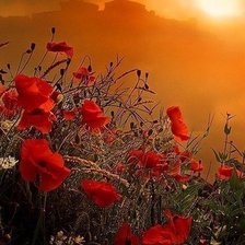 Схема вышивки «Маки»