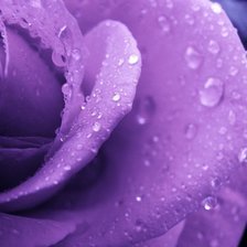 Схема вышивки «роза»