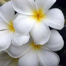 Схема вышивки «белые цветы»