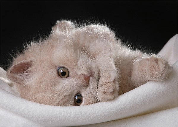 Пушистое чудо - оригинал