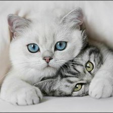 Схема вышивки «два котенка»